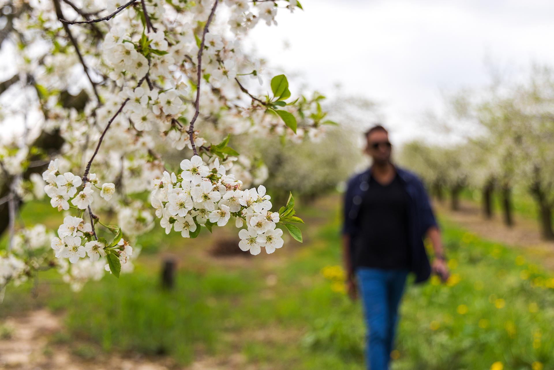 man walking through apple blossoms in springtime