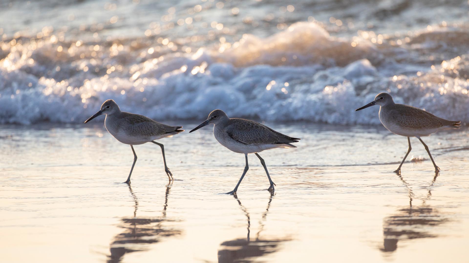 sandpiper birds walking on the shoreline along the beach 