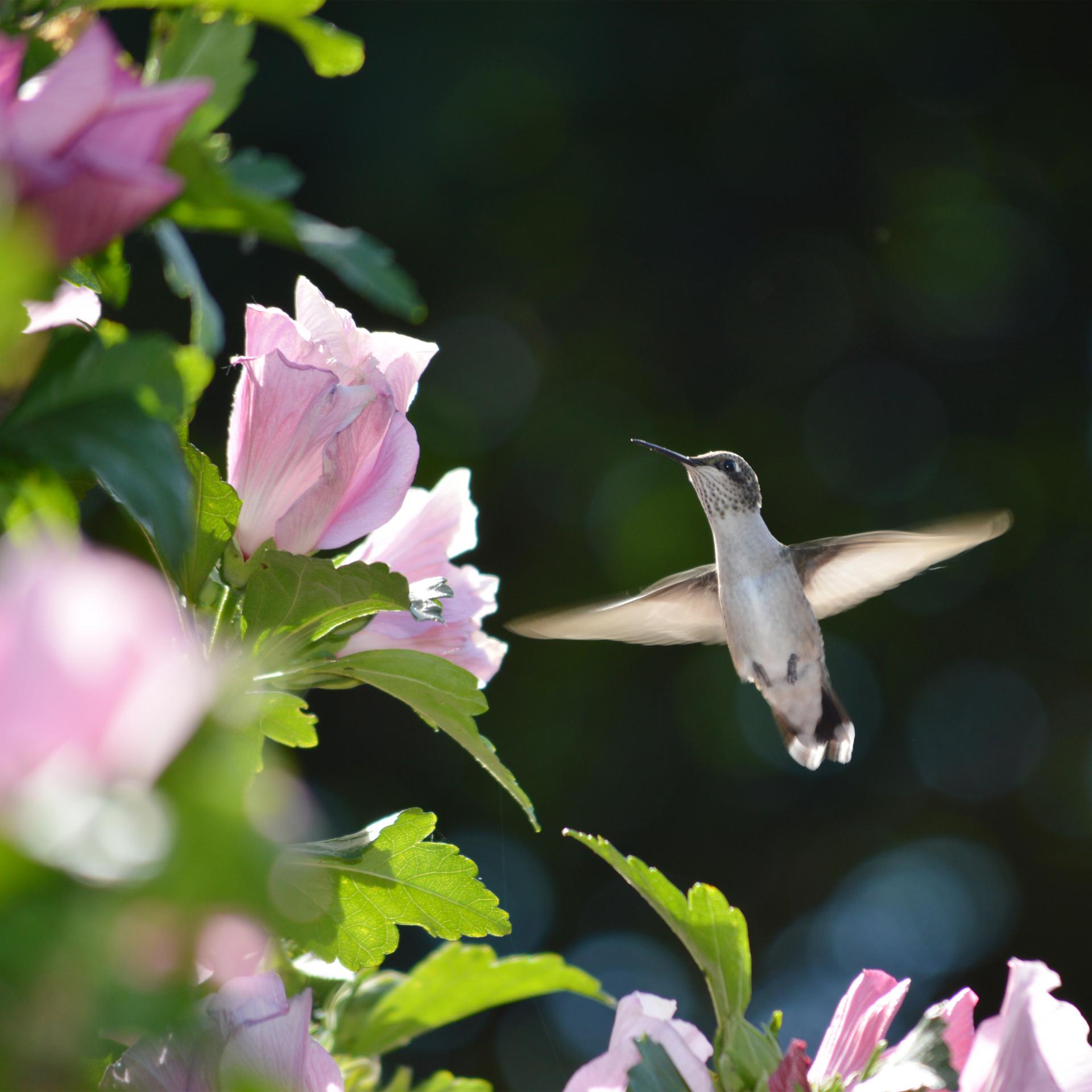 A hummingbird at a local nature center