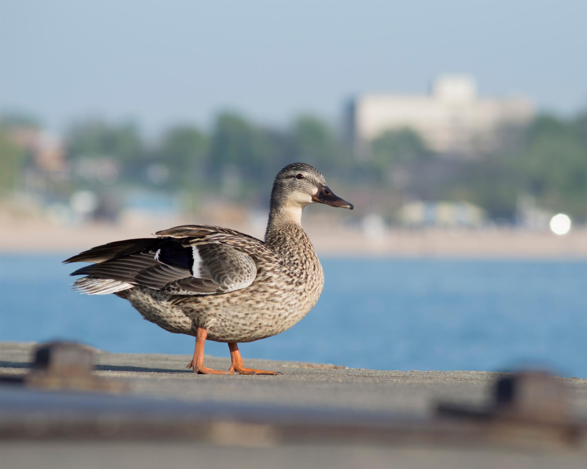A duck on the Saint Joseph South Pier