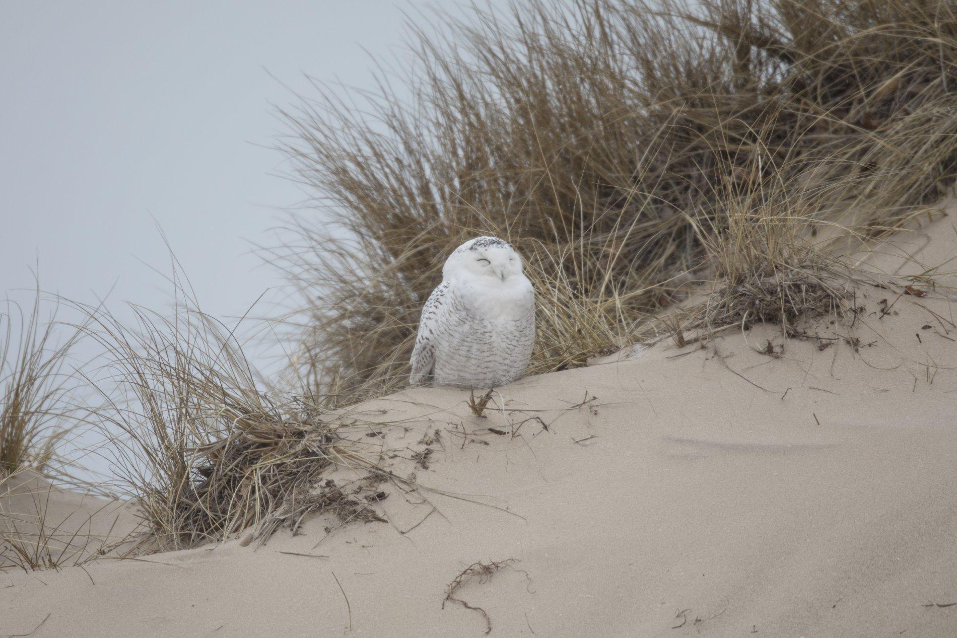a snow owl sits in the dunes along the beach 