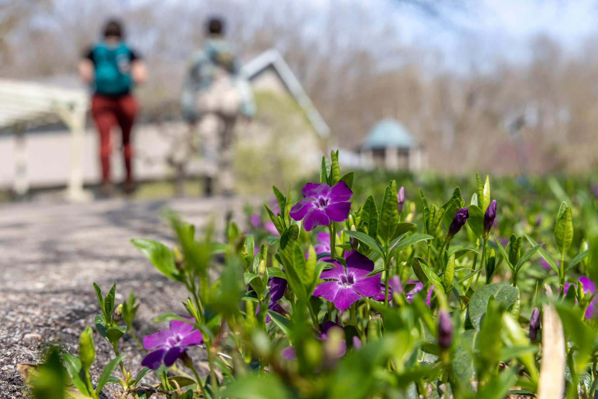 Two-people-walking-on-a-path-by-a-bed-of-purple-flowers