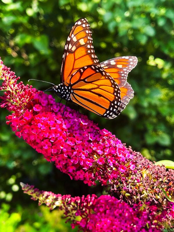monarch butterfly on a butterfly bush photo by sonder photography