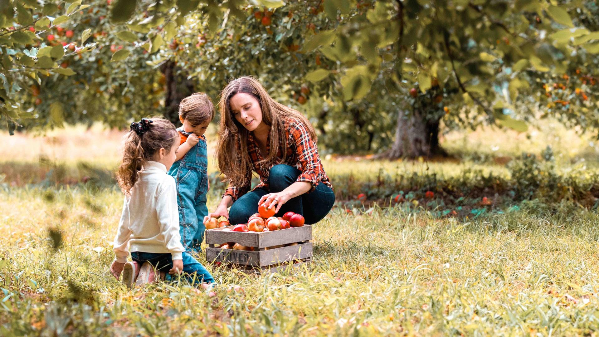 family picking apples in the fall