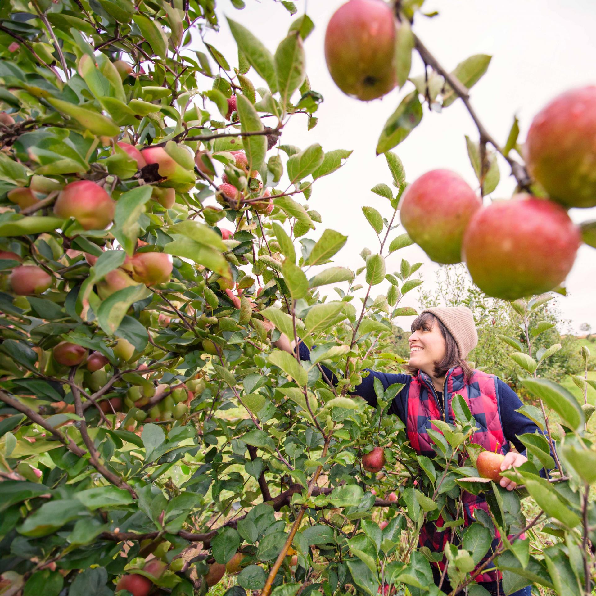 Woman-Picking-Apple