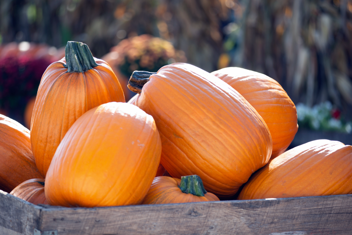 a stack of pumpkins