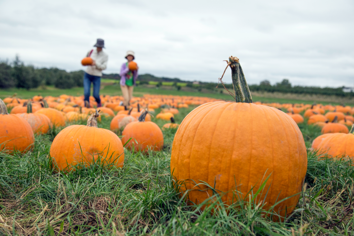 pumpkin patch picking with a family