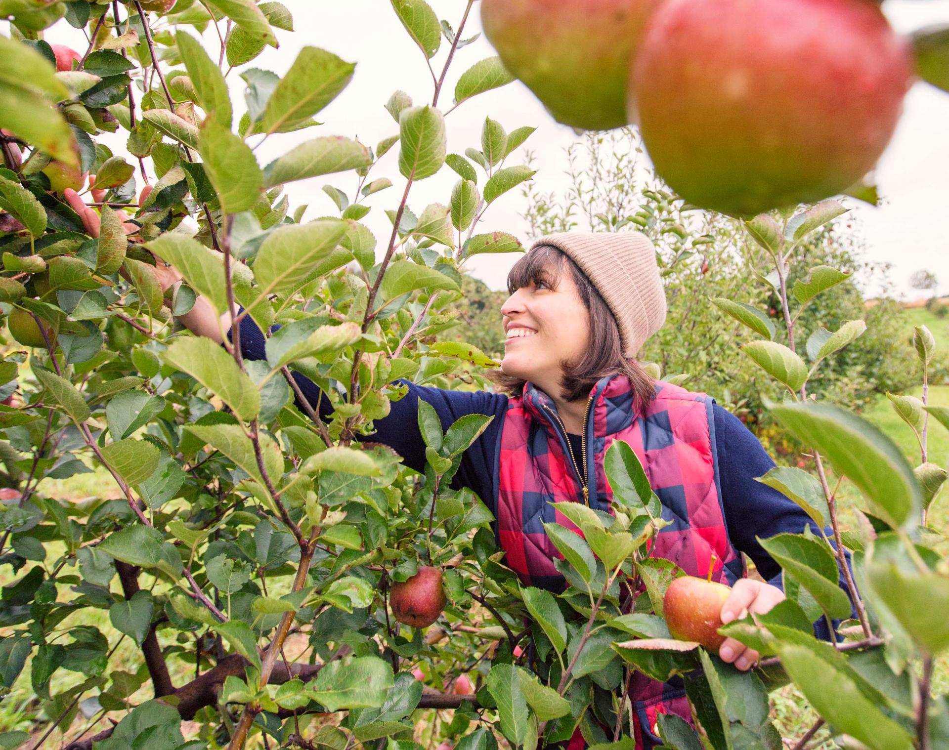 Woman_picking_apples