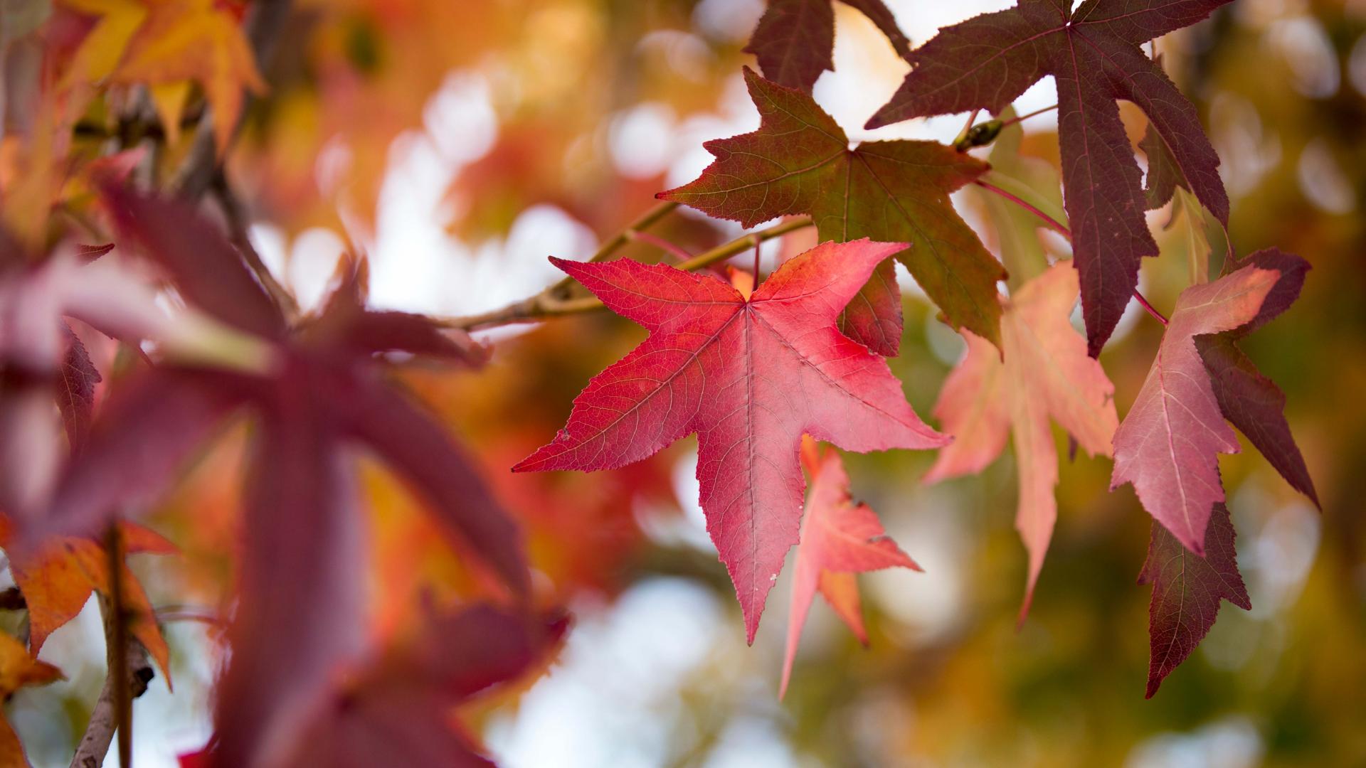 fall leaves maple 