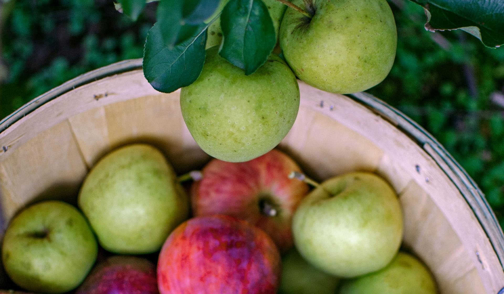 Apple bucket outside bushel apple picking