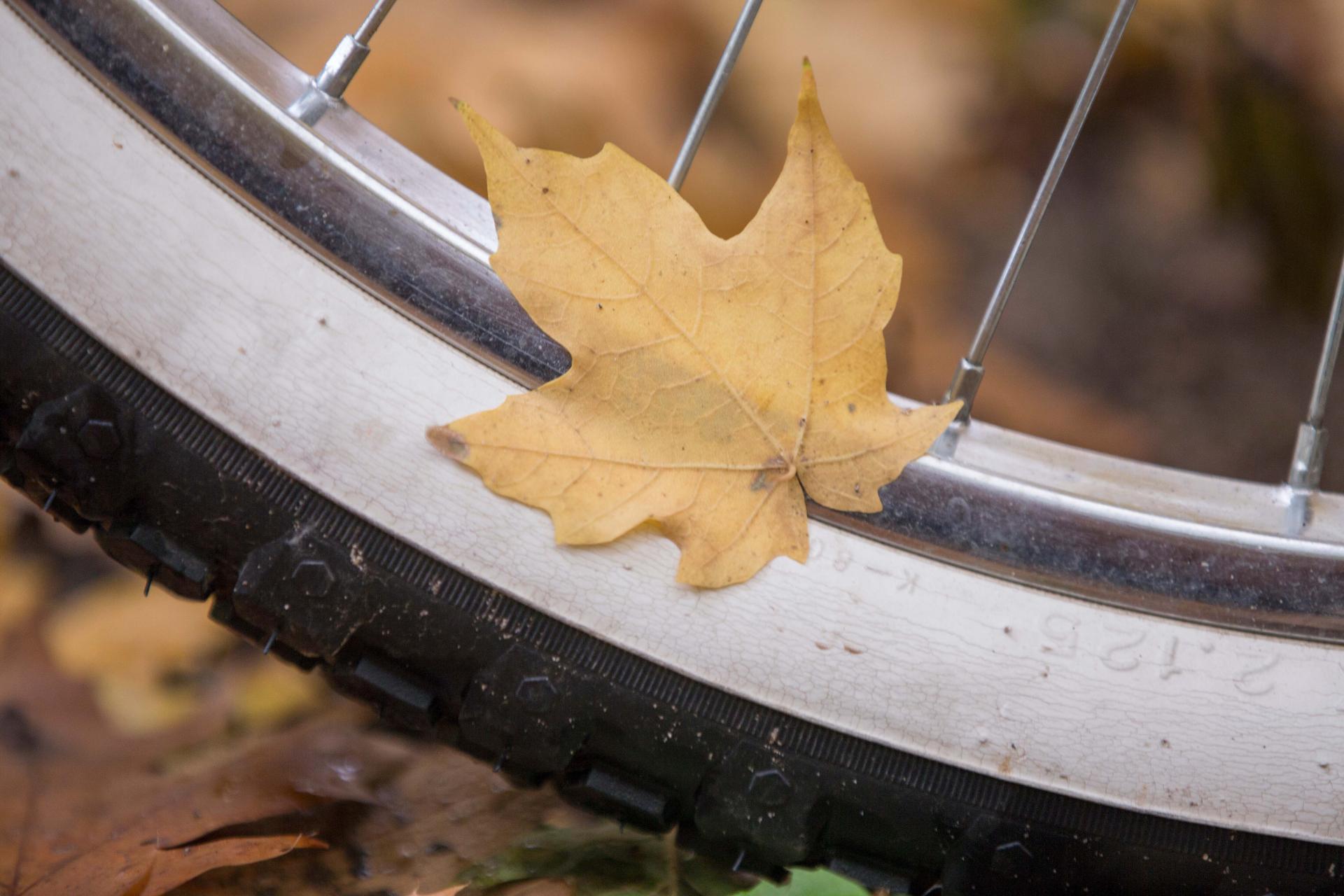 maple leaf fall autumn on a bike tire