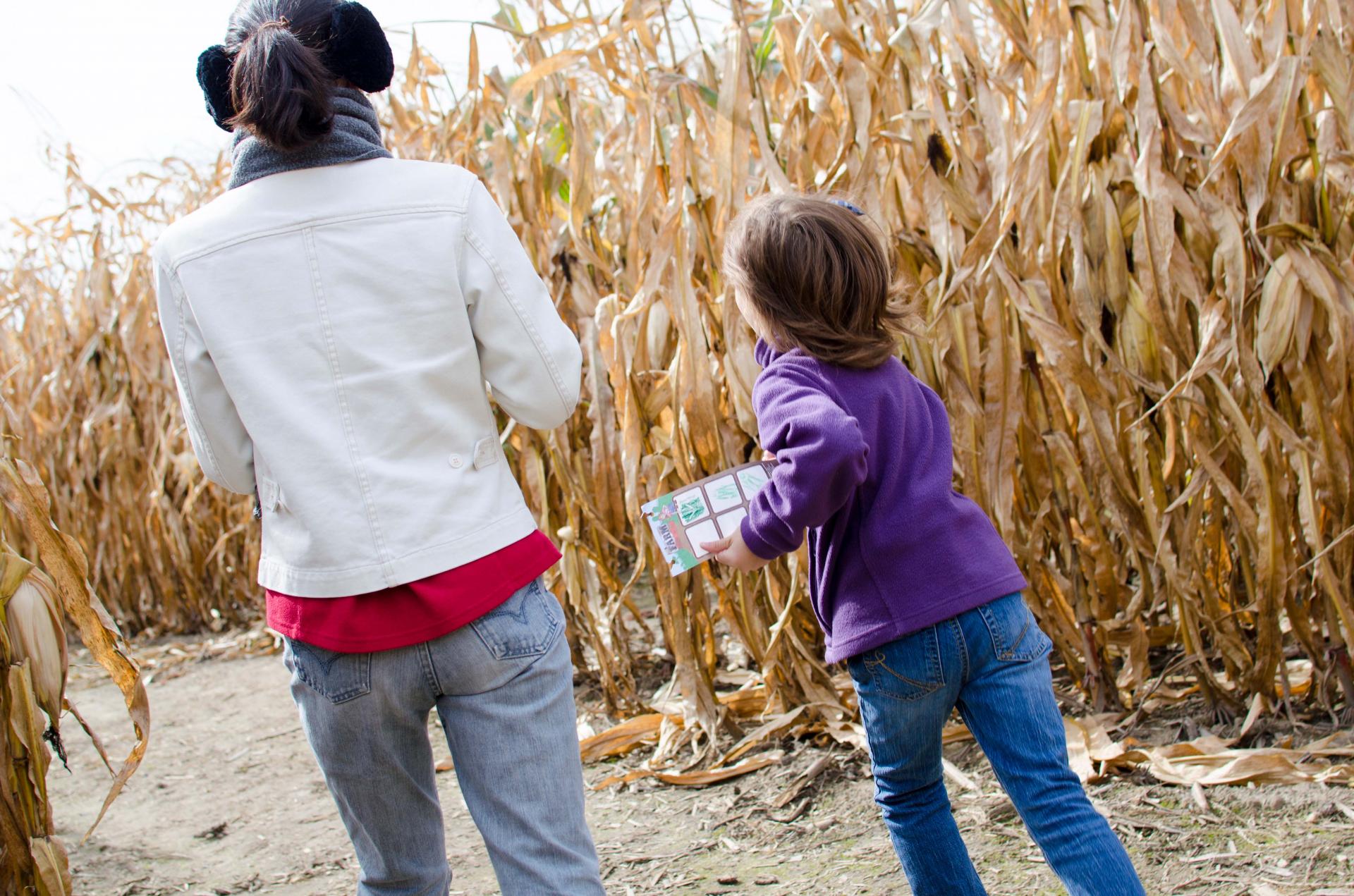 young family in a fall corn maze