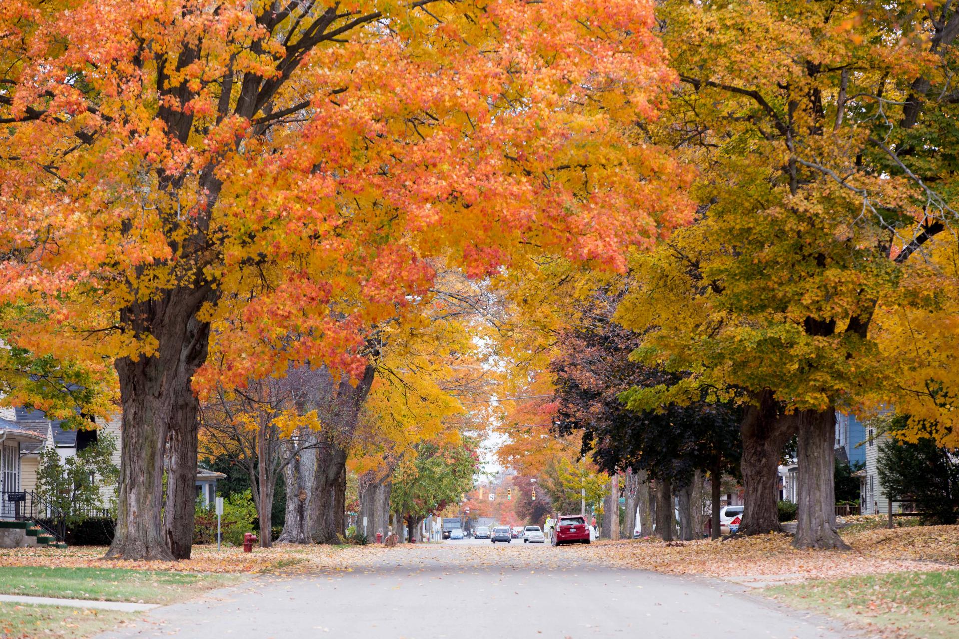 Fall City Street Berrien Springs