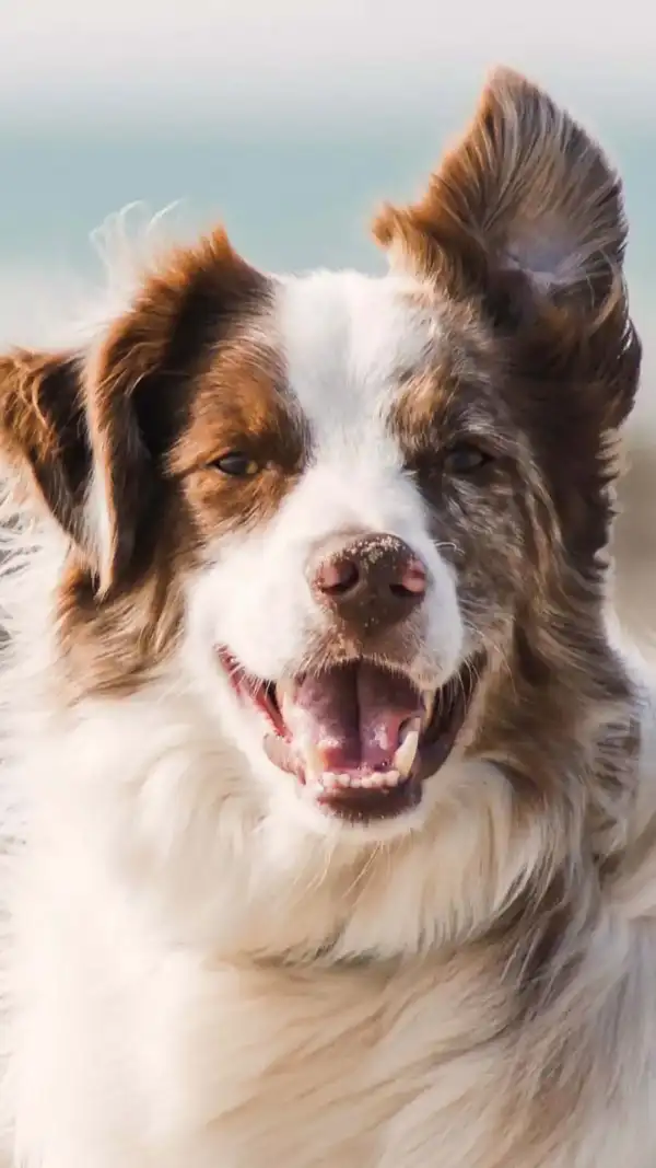 A dog with a sandy nose.