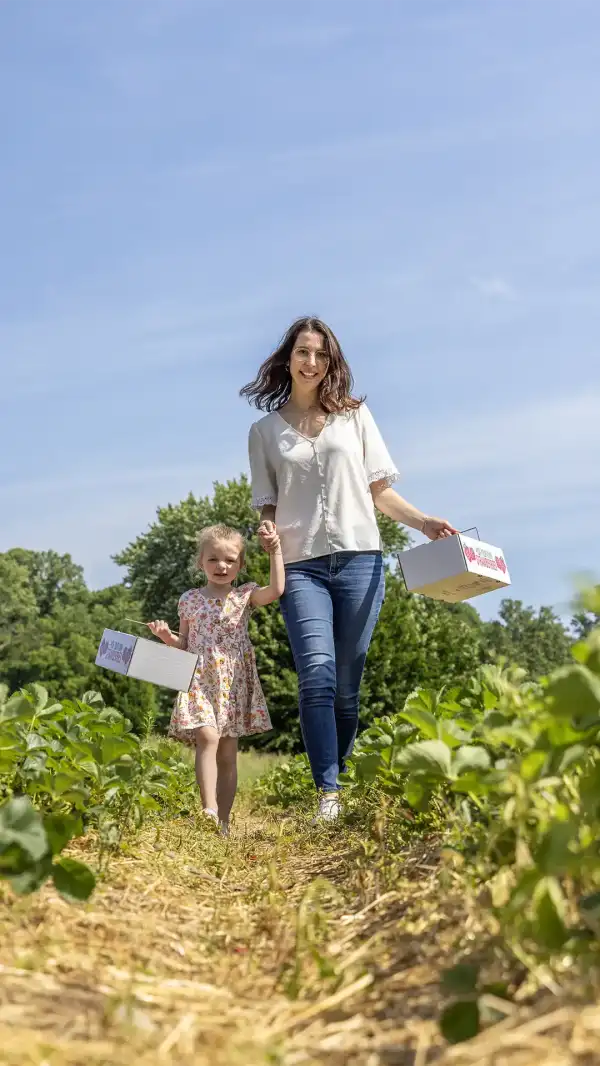 Strawberry Picking.