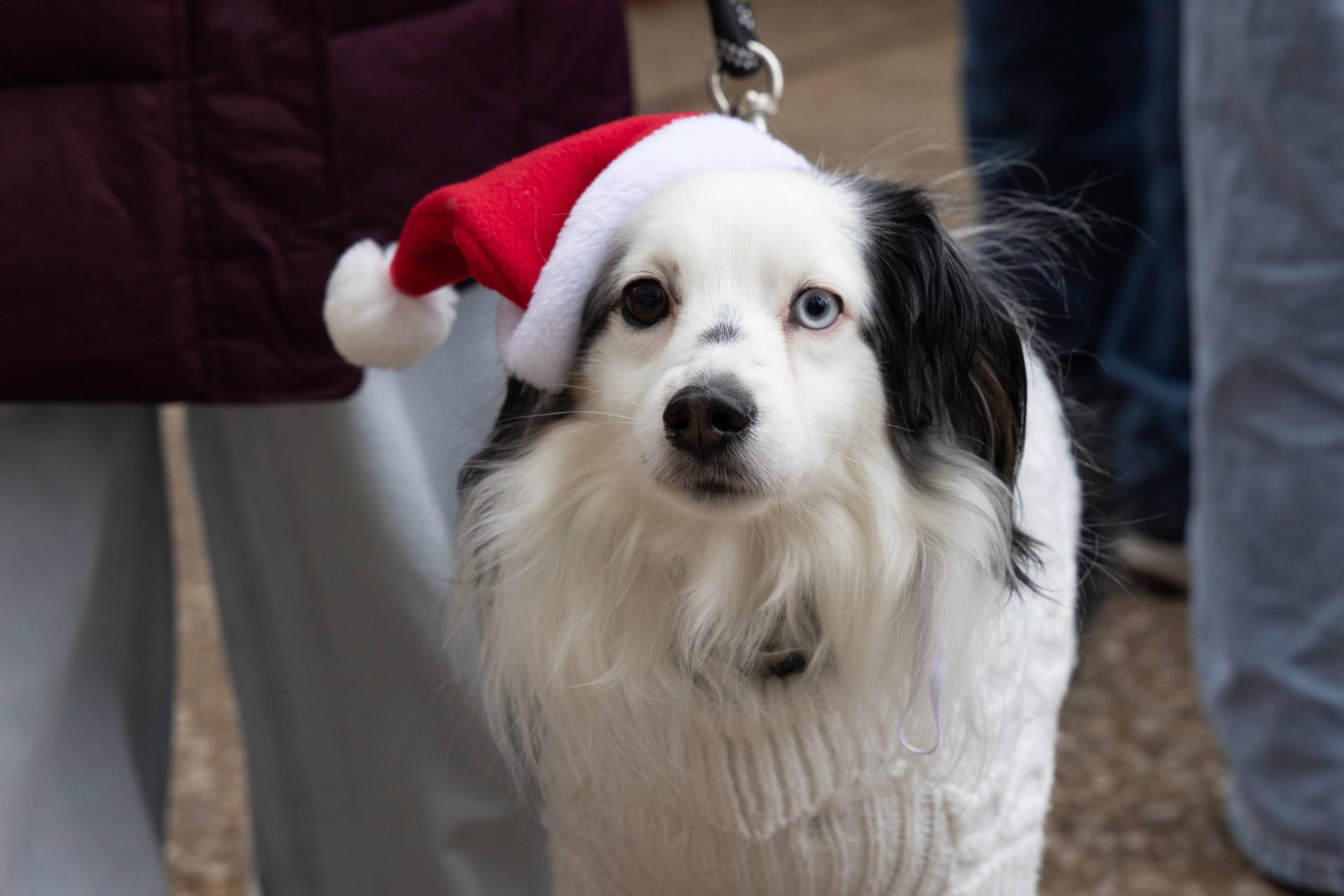 Reindog Holiday Parade