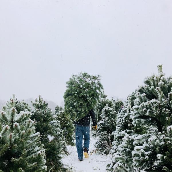 A person carrying a Christmas Tree.