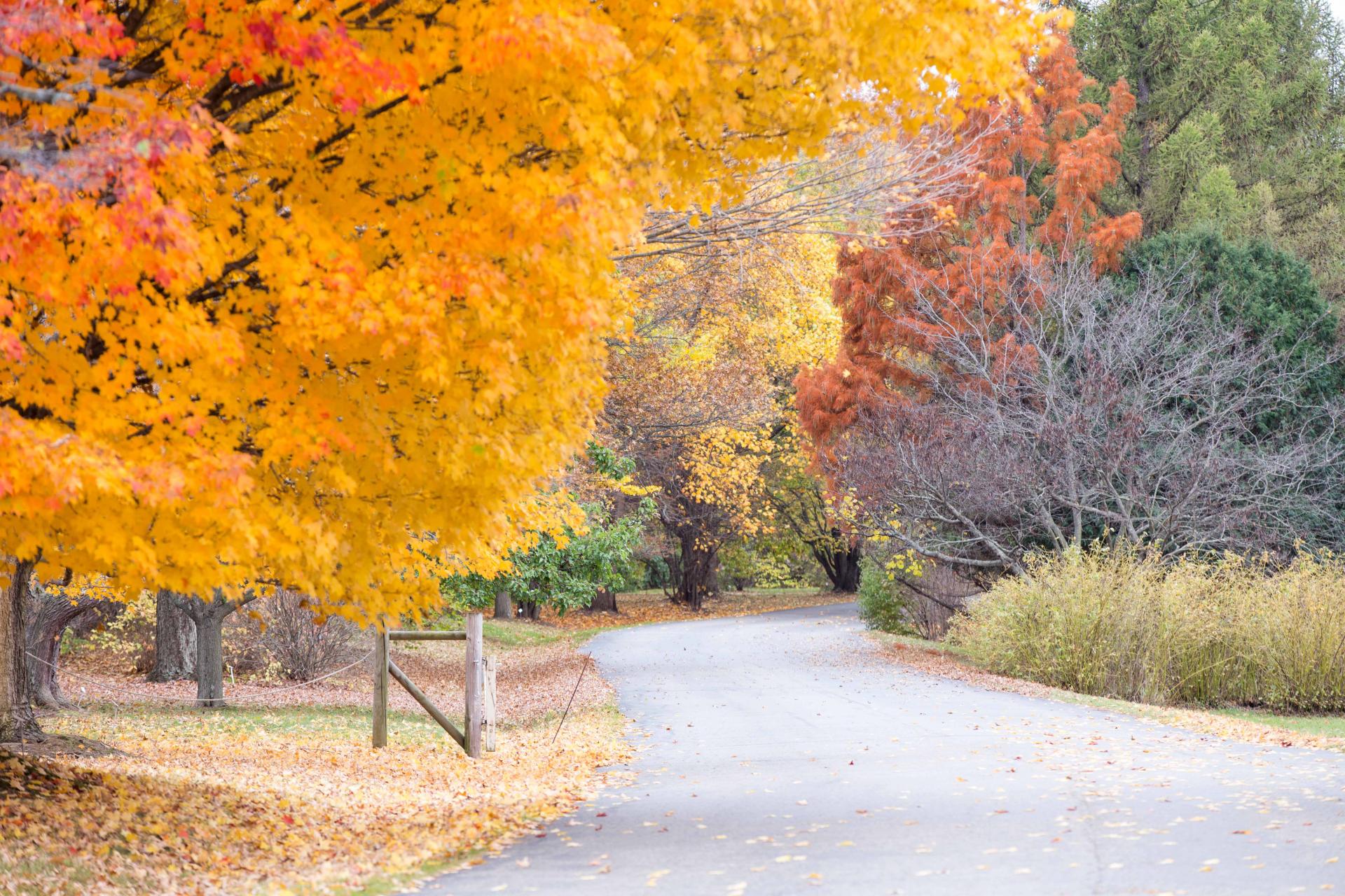 Fall Fernwood Botanical Garden