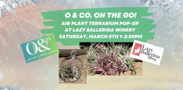 O & Co. On The Go! DIY Air Plant Terrarium Bar at Lazy Ballerina Winery