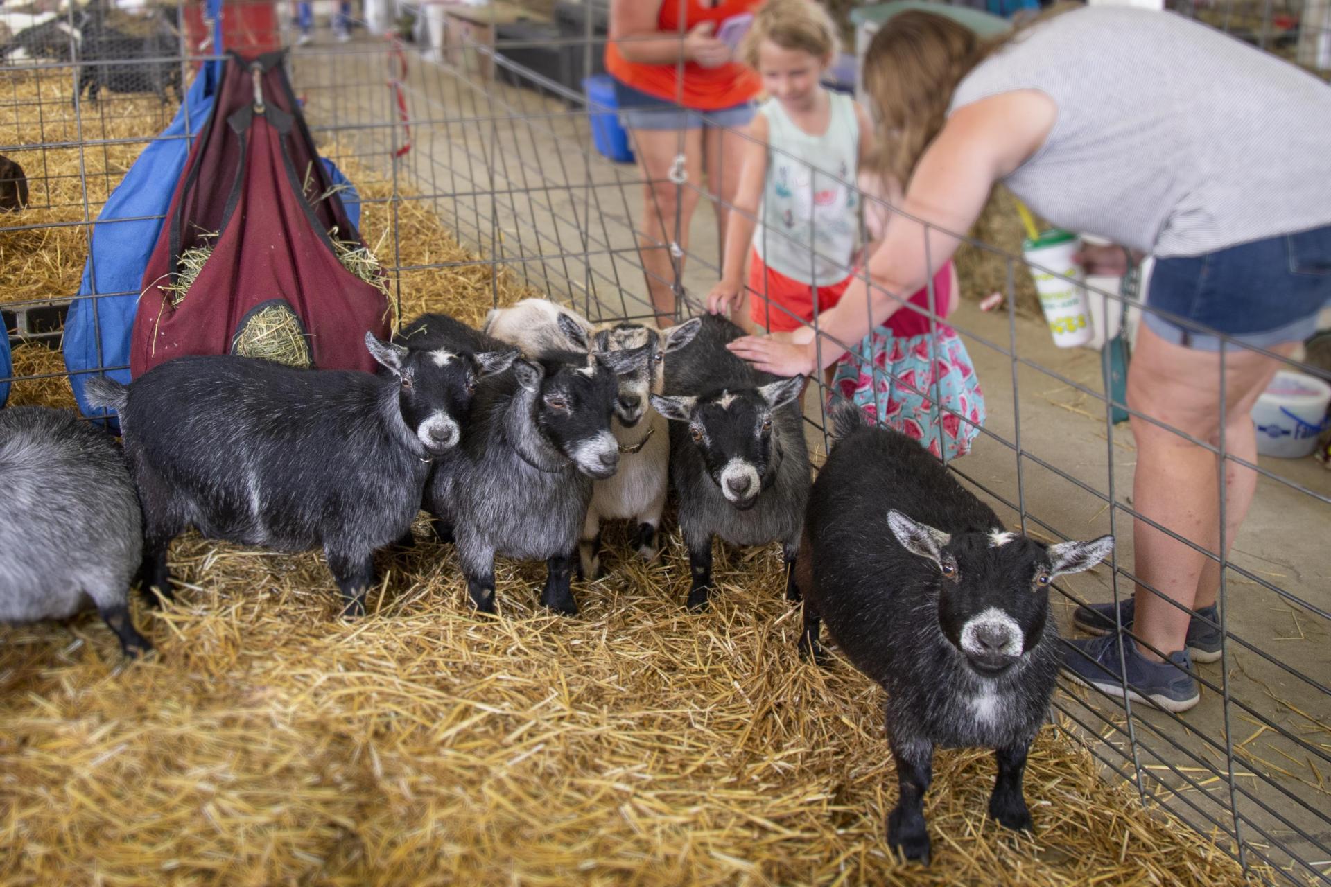 Berrien County Youth Fair