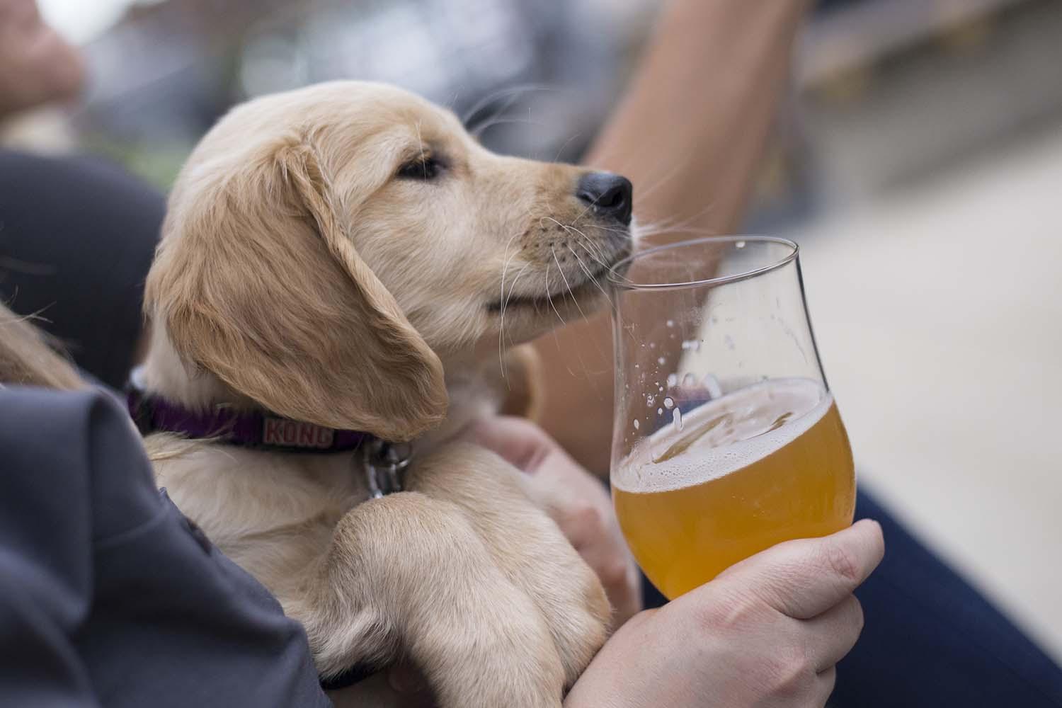 A person holding a dog and a glass of beer.