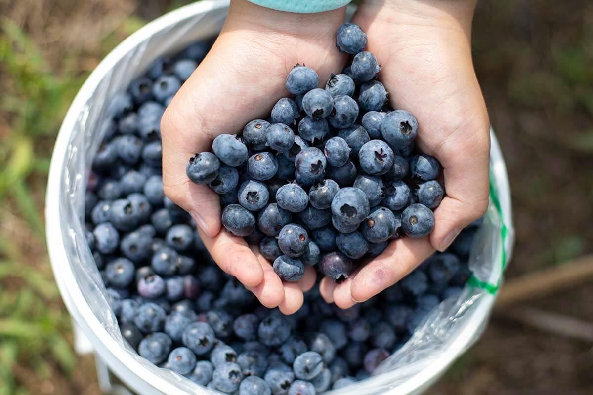 Blueberry pick bucket food safety practices on your farm - Blueberries