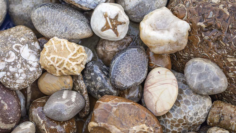 Various stones and fossils. 