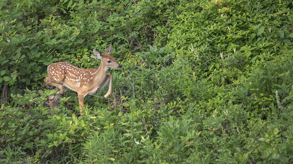 A fawn