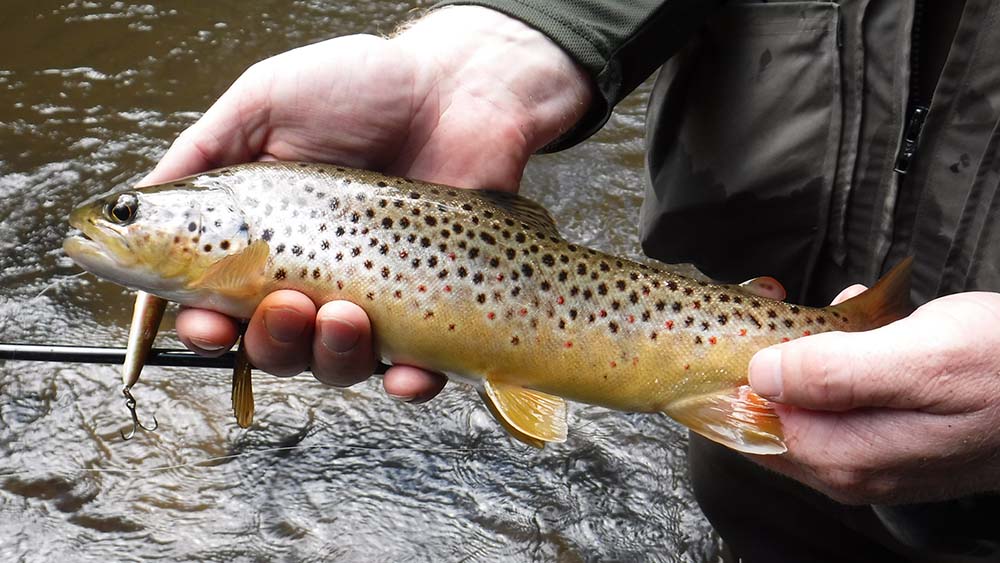 A person holding a brown trout.