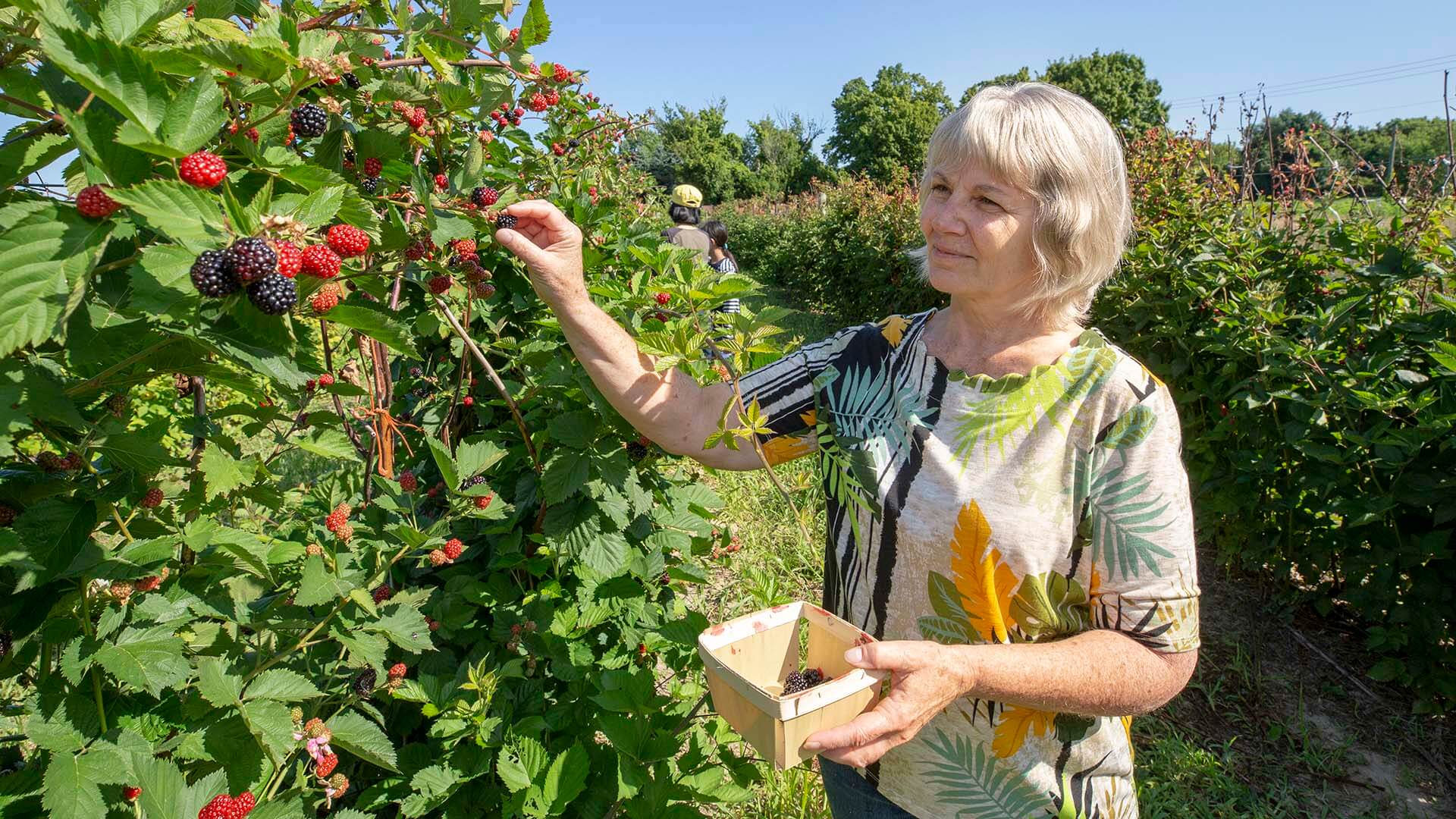 A person picking berries at Stovers Farm Market & U Pic