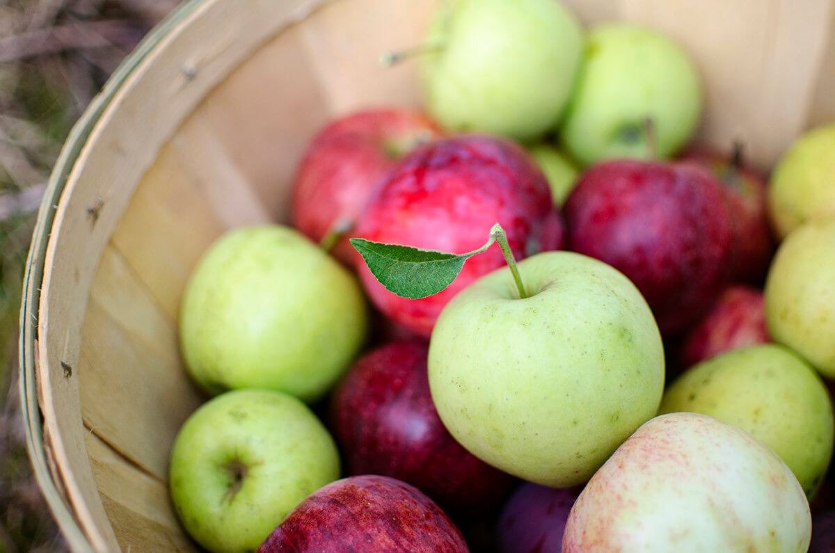 apples picking in southwest michigan