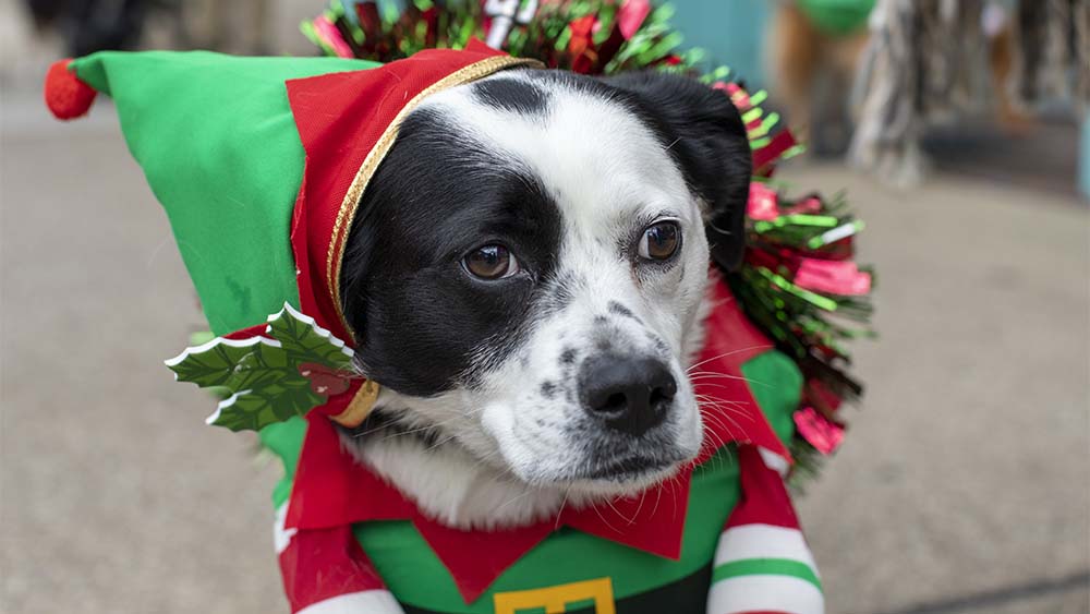 Dog dressed as an elf.
