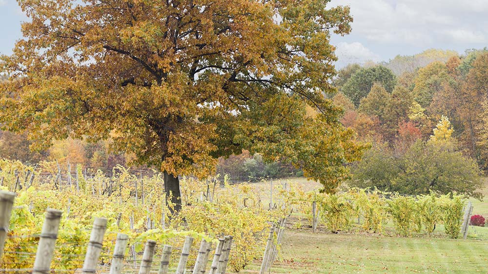 Fall vineyard at Round Barn.