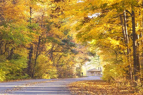 Fall tunnel of trees at Warren Dunes State Park