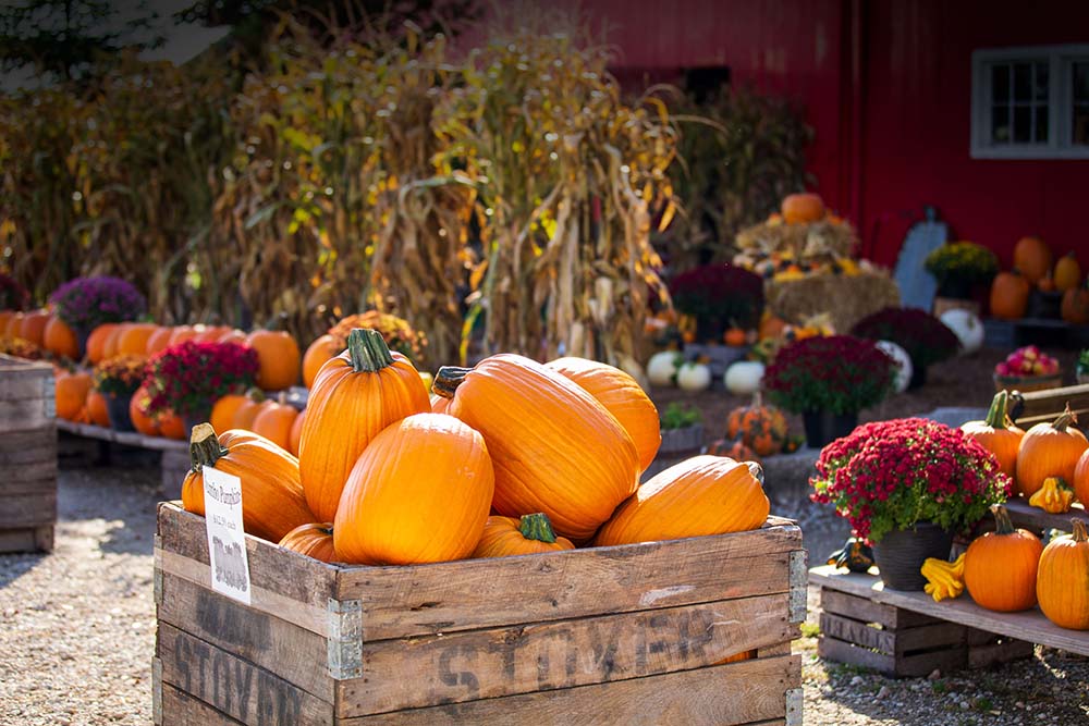 Pumpkins at Stovers Farm Market & U Pic