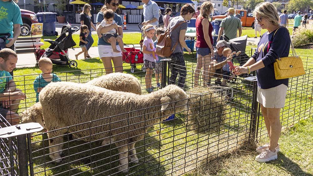 Sheep at Fall Fest in St Joseph Michigan