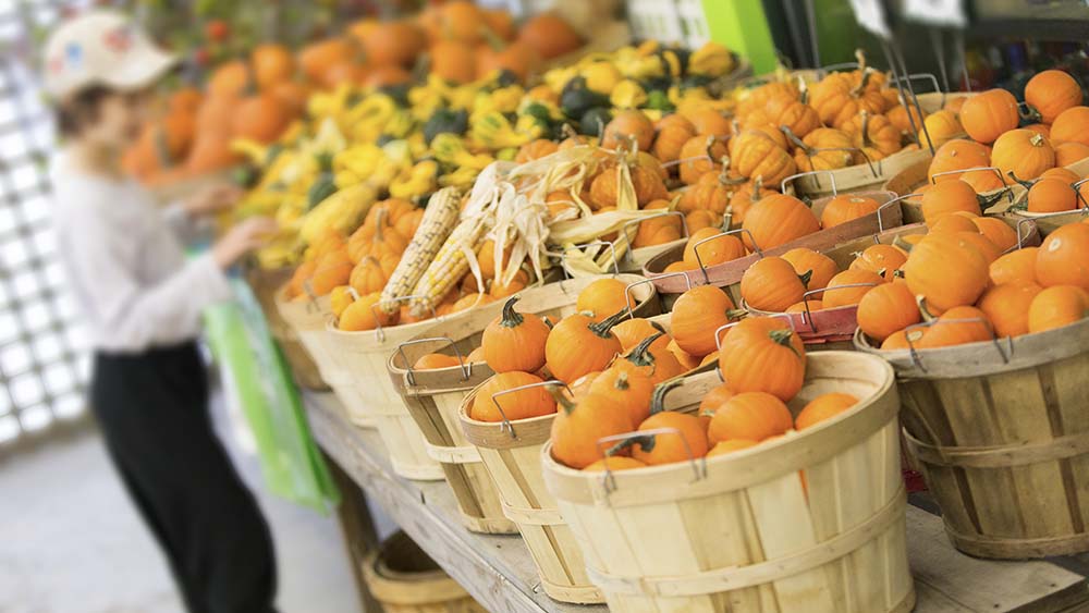 A child selecting a mini pumpkin.