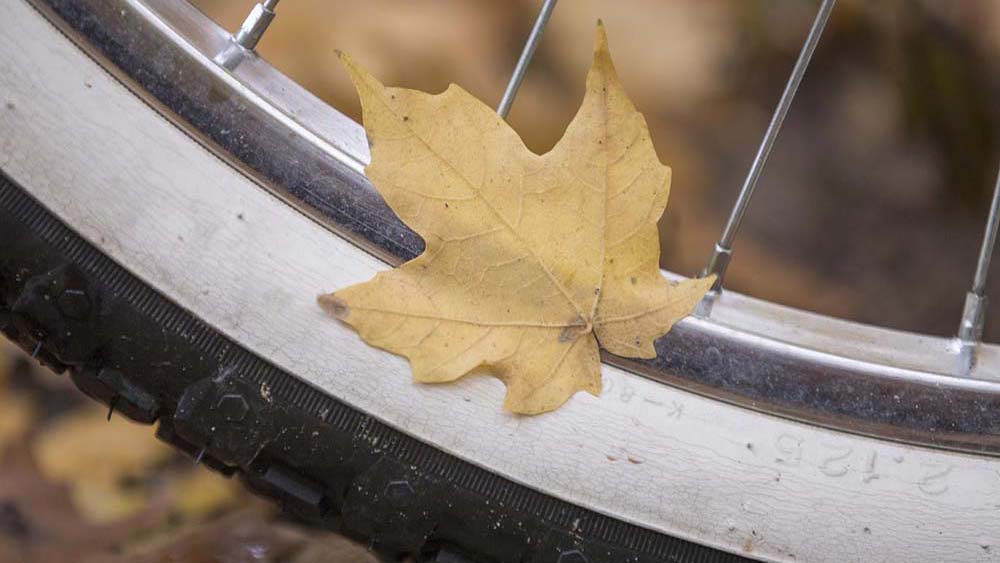 a leaf on a bike tire