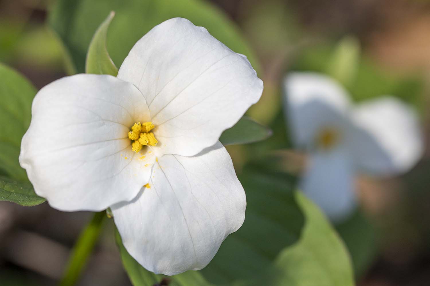 Flower Photo by Joshua Nowicki