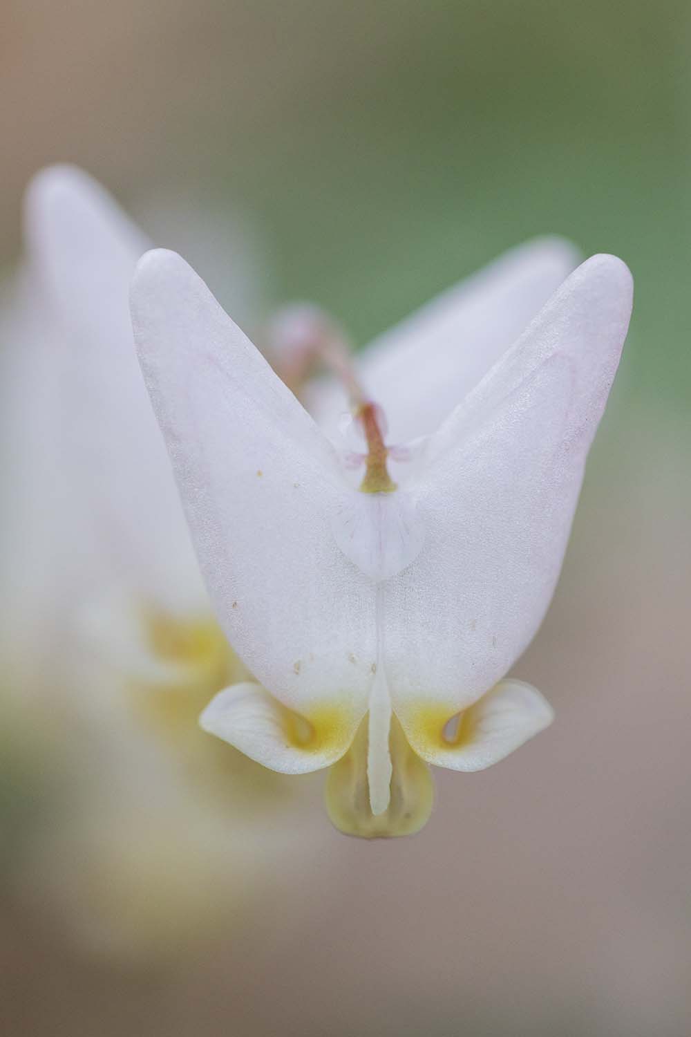 Flower Photo by Joshua Nowicki