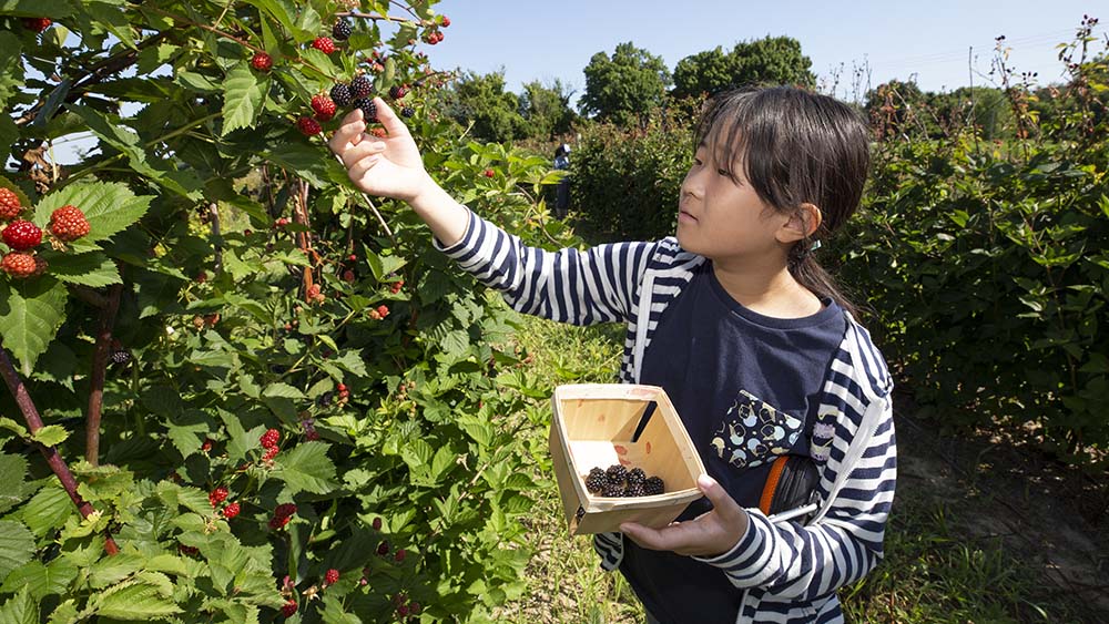 A person picking berries at Stovers