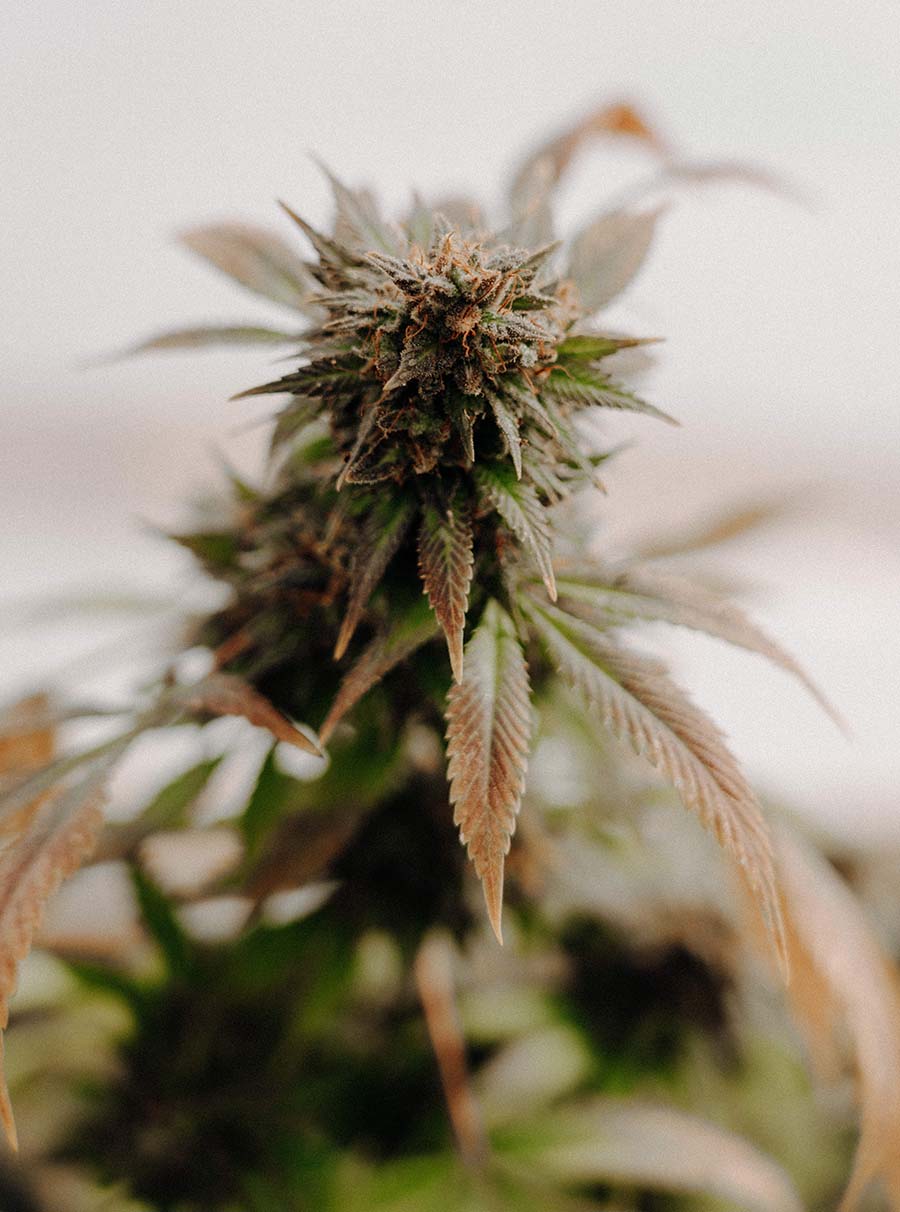 A photo of a cannabis plant