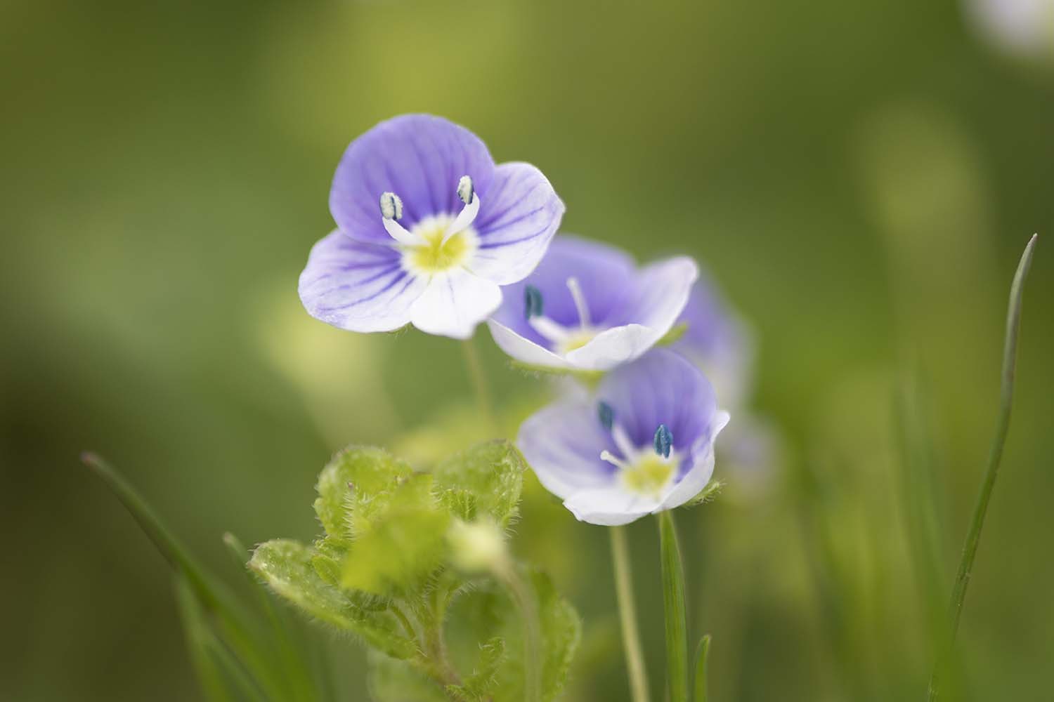 Flower Photo by Joshua Nowicki