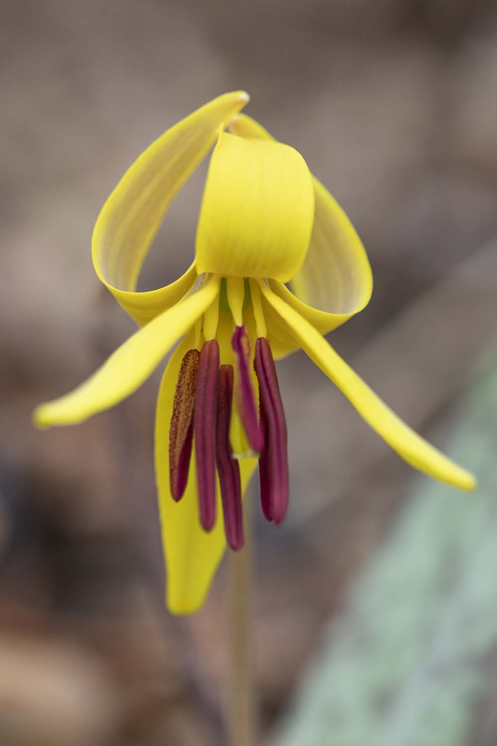 Flower Photo by Joshua Nowicki