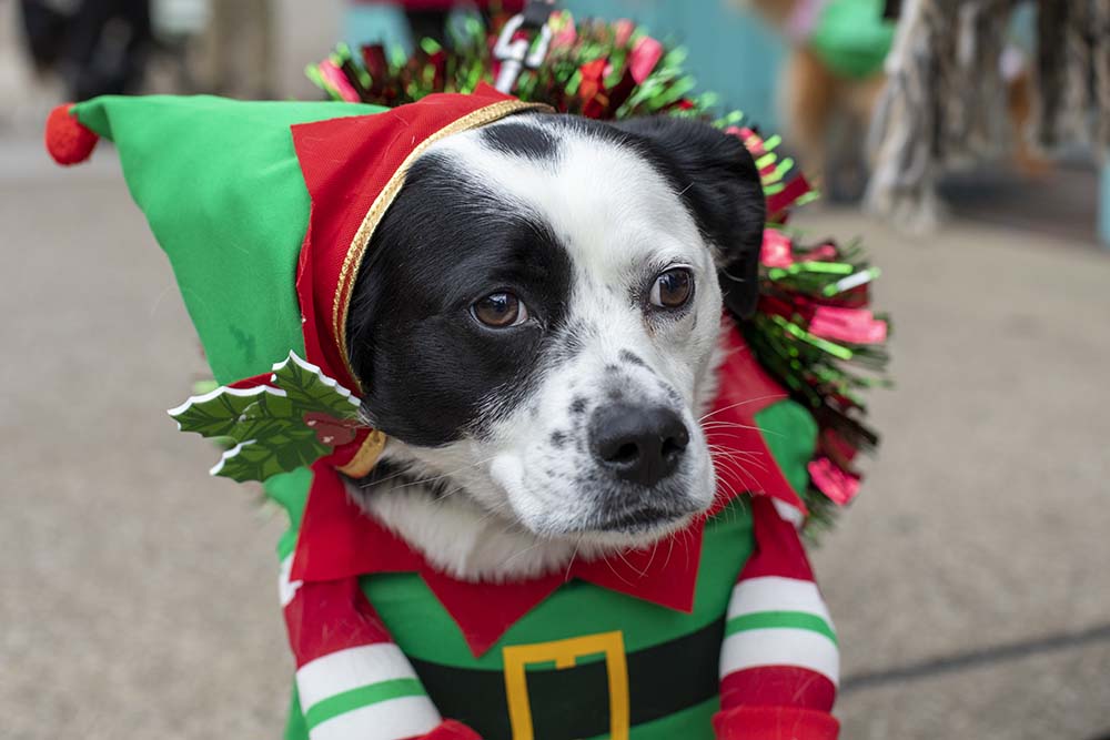Dog Dressed for Christmas