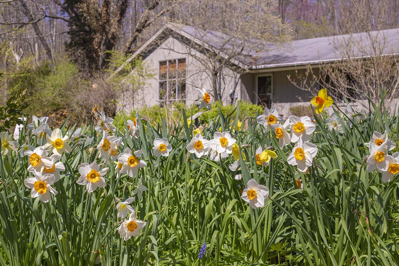 Flowers at Fernwood Botanical Garden and Nature Preserve