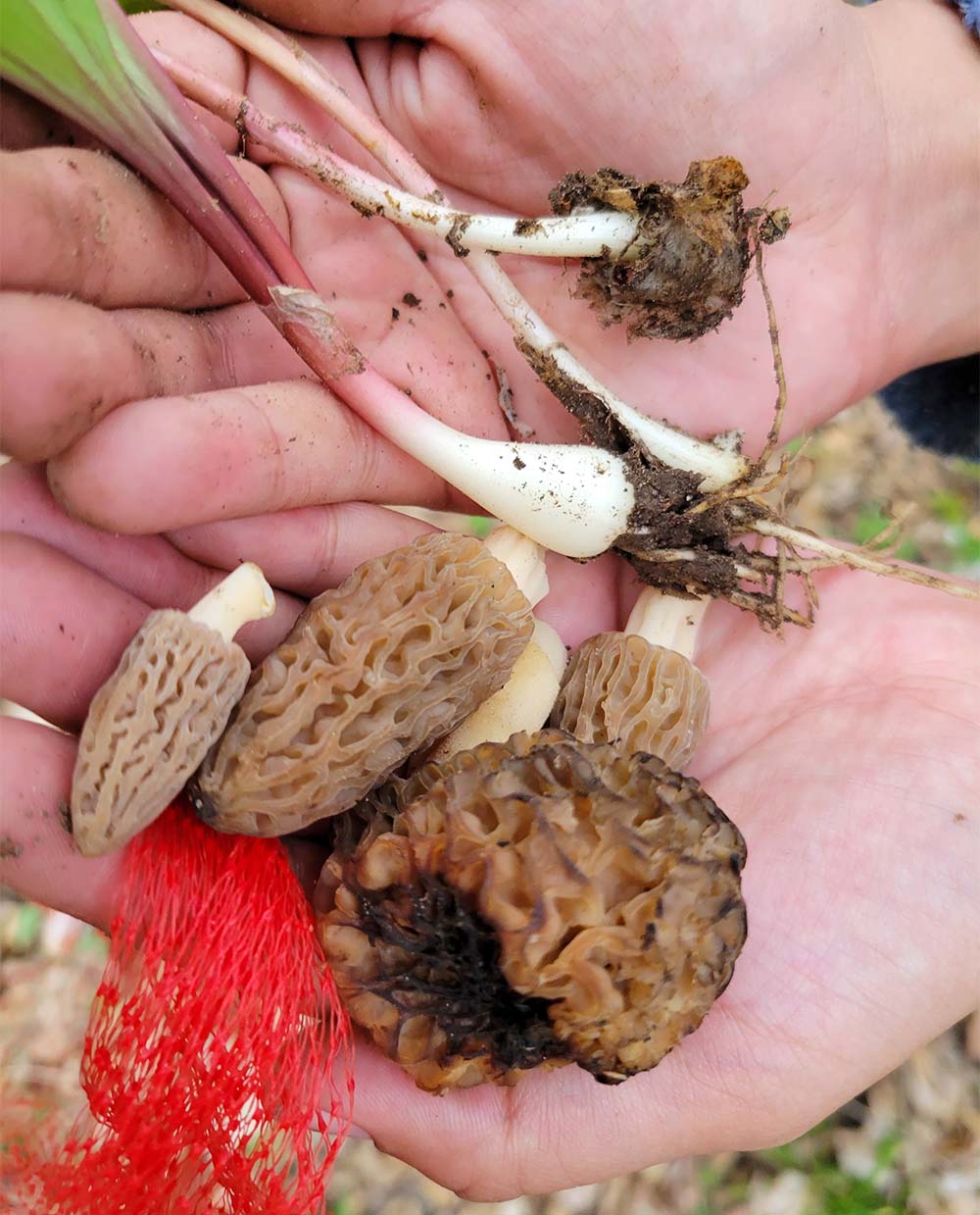 Morels_Photo_by_Olivia_McCrevan_2.jpg