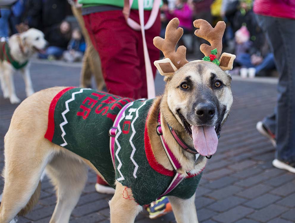 Reindog Parade