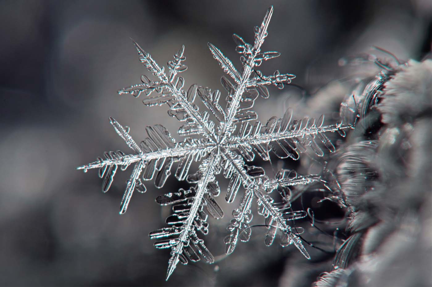 Snowflake Joshua Nowicki 3
