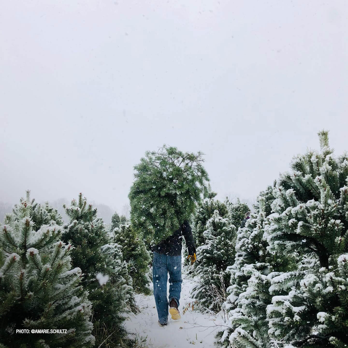 A Person Carrying a Christmas Tree